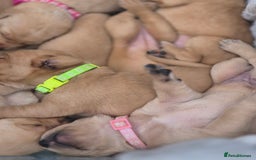 Labrador Retriever dogs for sale: Fox Red Labrador Puppies  - Image 5
