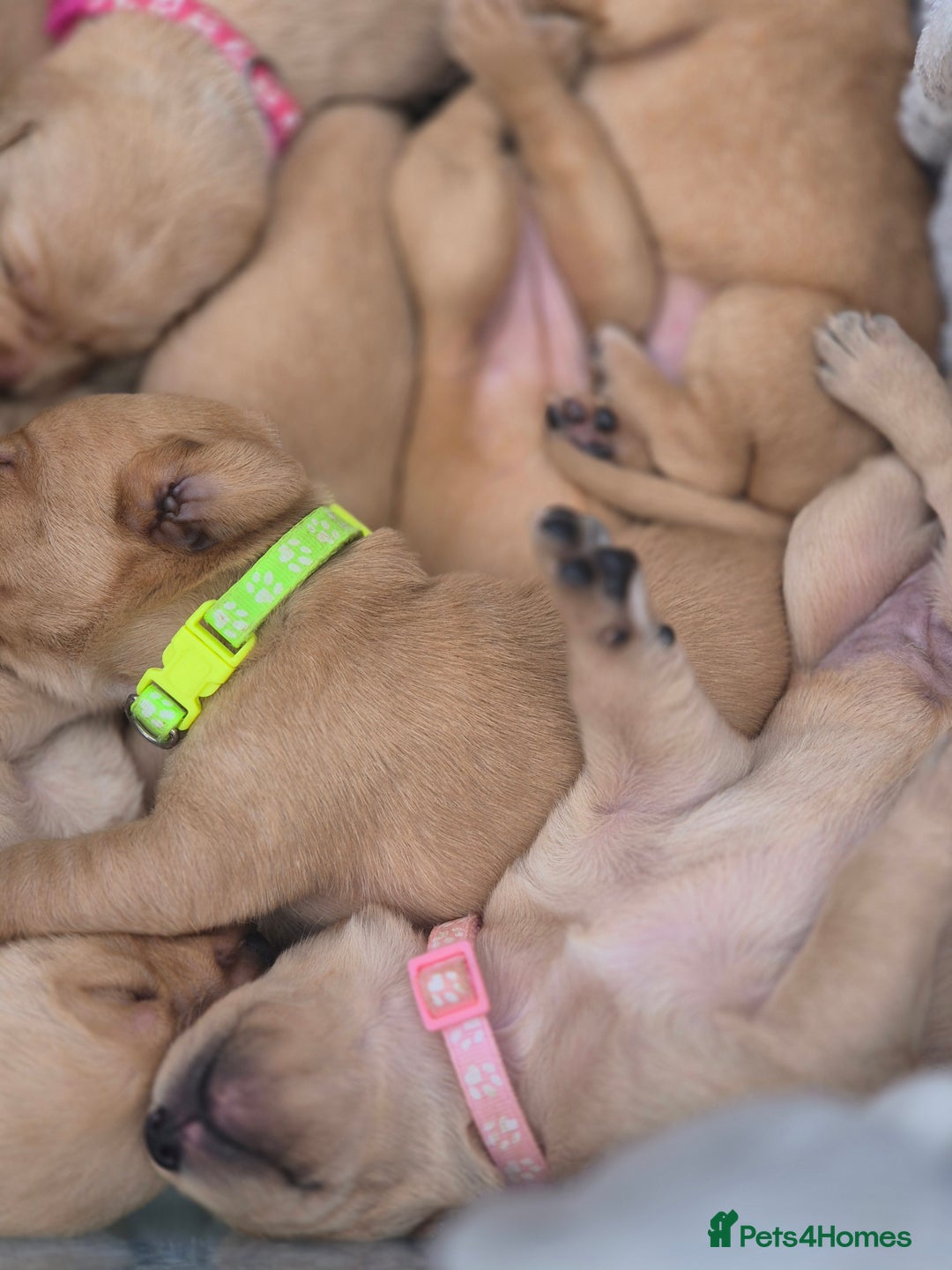 Labrador Retriever dogs for sale: Fox Red Labrador Puppies  - Image 5