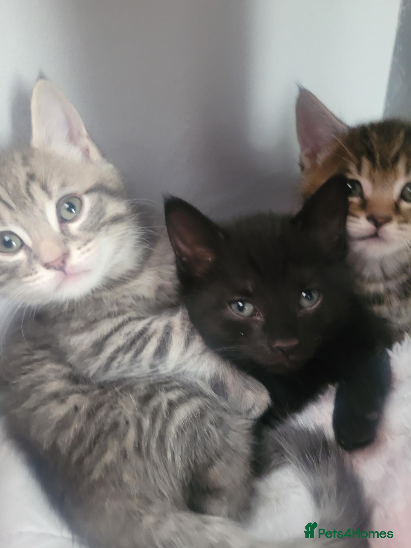 Maine Coon cats Main coon kittens  - Advert 1