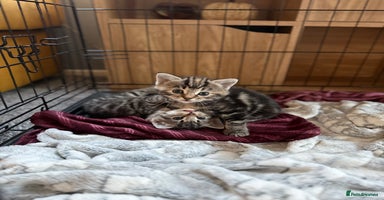 Mixed Breed cats - Advert 2