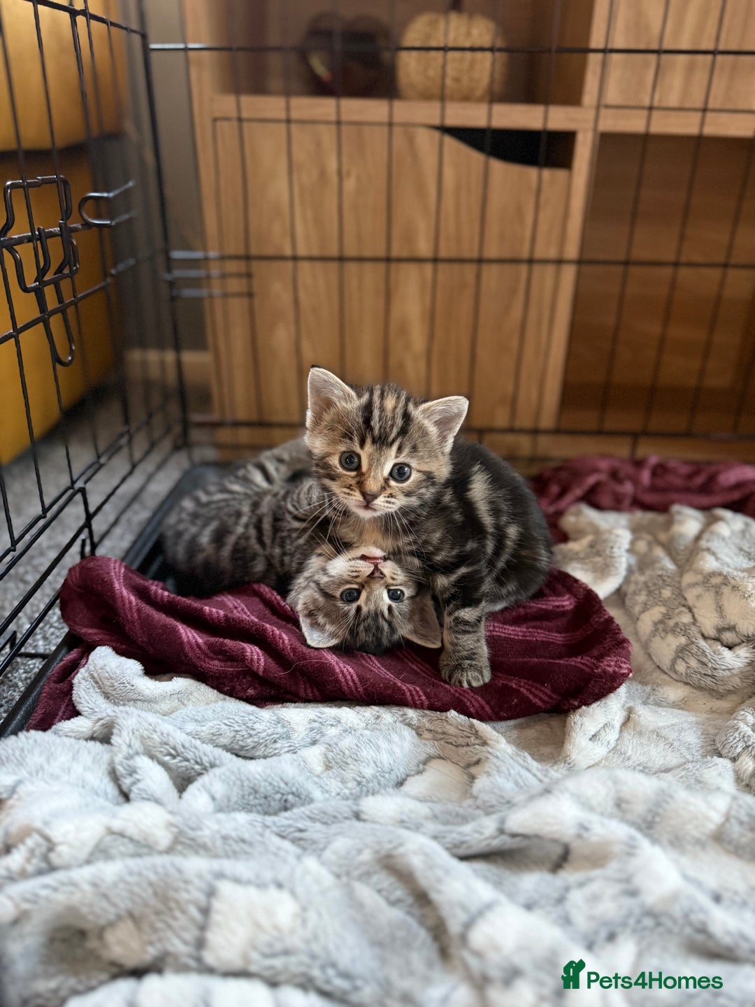 Mixed Breed cats for sale: Adorable Tabby Kittens  - Image 2
