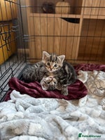 Mixed Breed cats - Advert 2