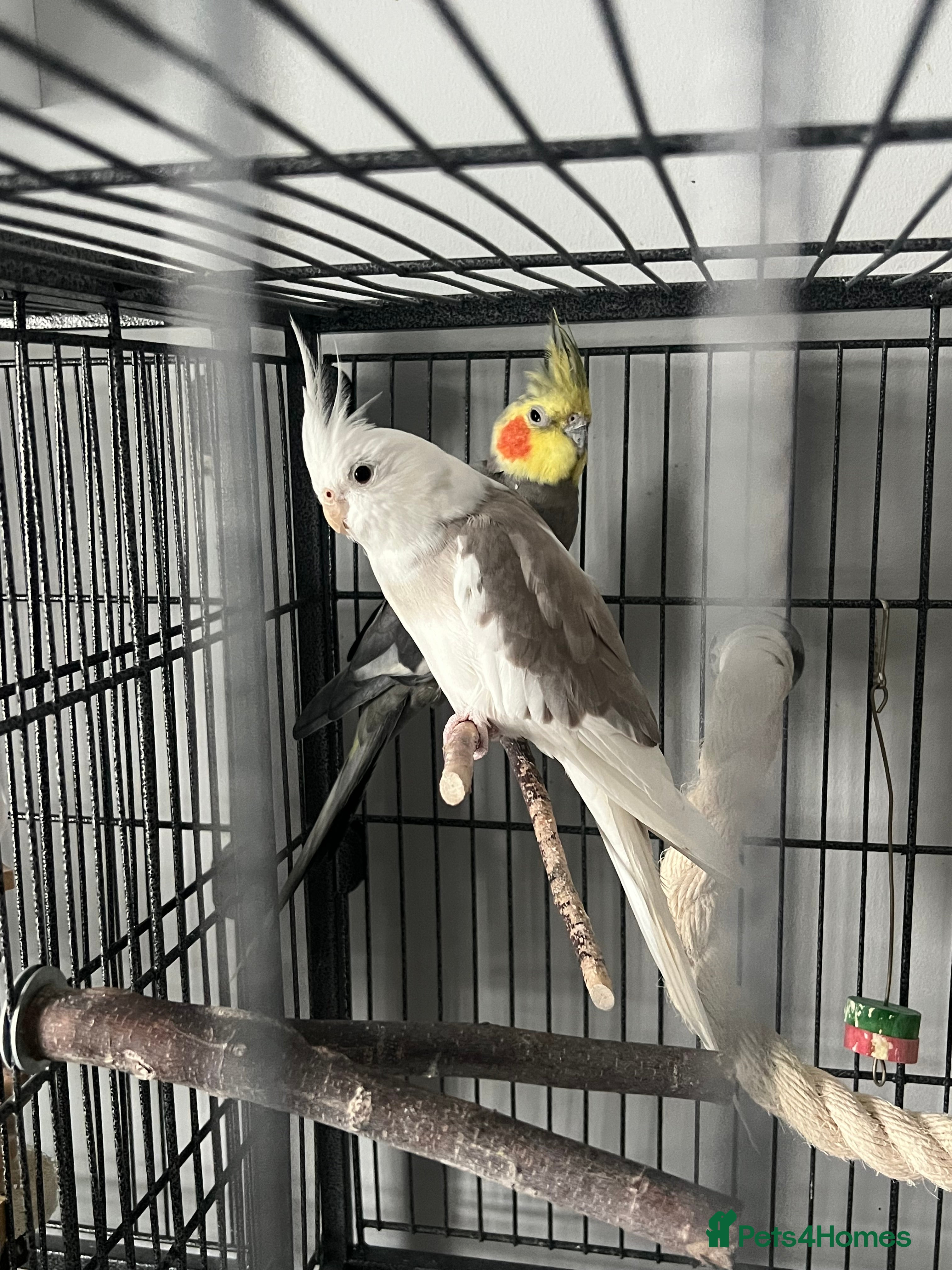 Cockatiels birds Two cockatiels male and female - Advert 2