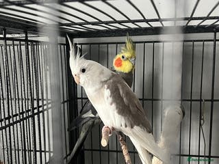 Cockatiels birds Two cockatiels male and female - Advert 2