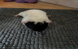 Guinea Pig rodents for sale: Guinea pigs for sale  - Image 3
