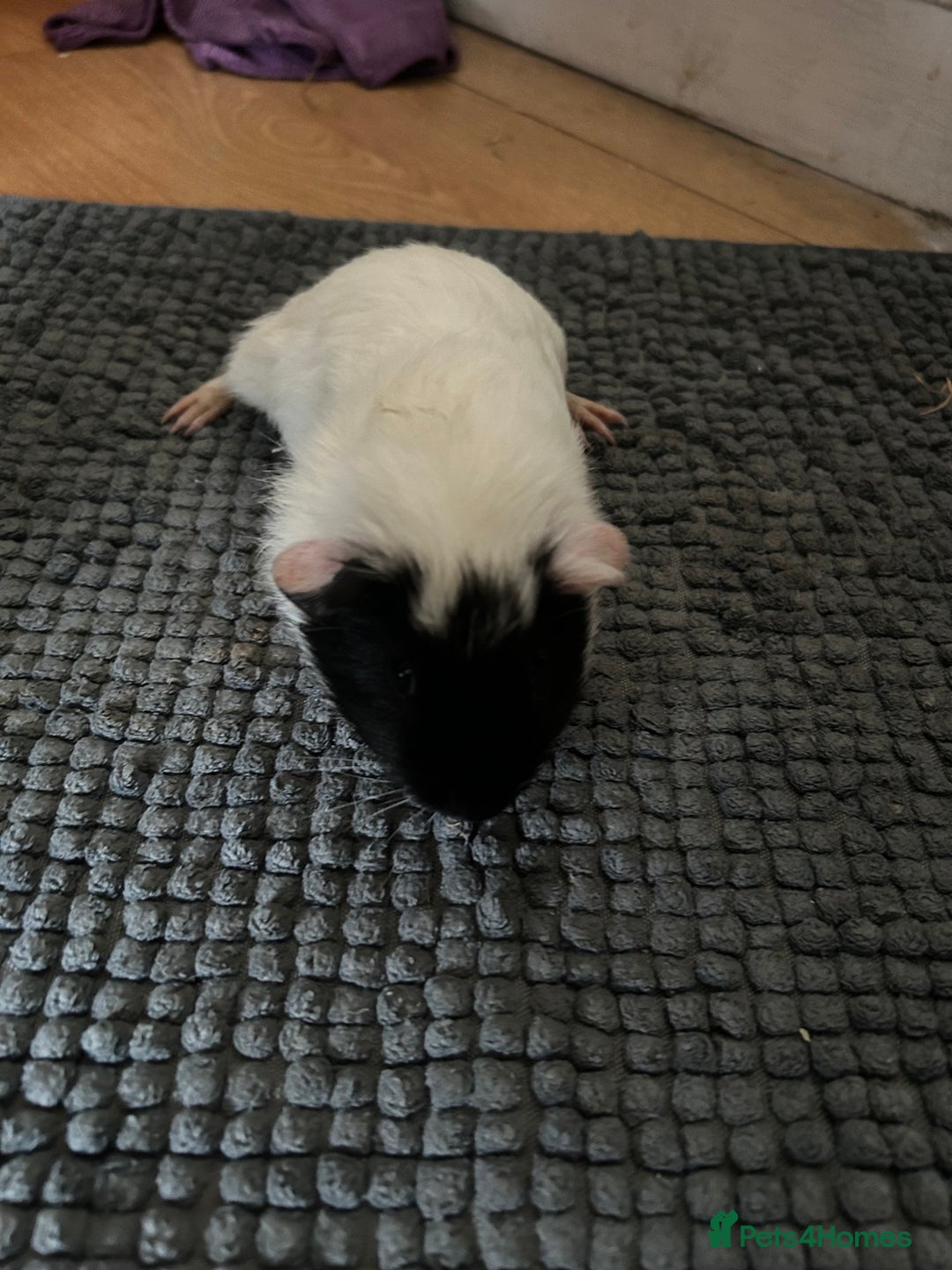 Guinea Pig rodents for sale: Guinea pigs for sale  - Image 3