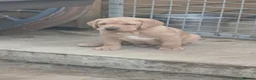 Labrador Retriever dogs for sale: Male labrador in Melton Mowbray - Advert 2