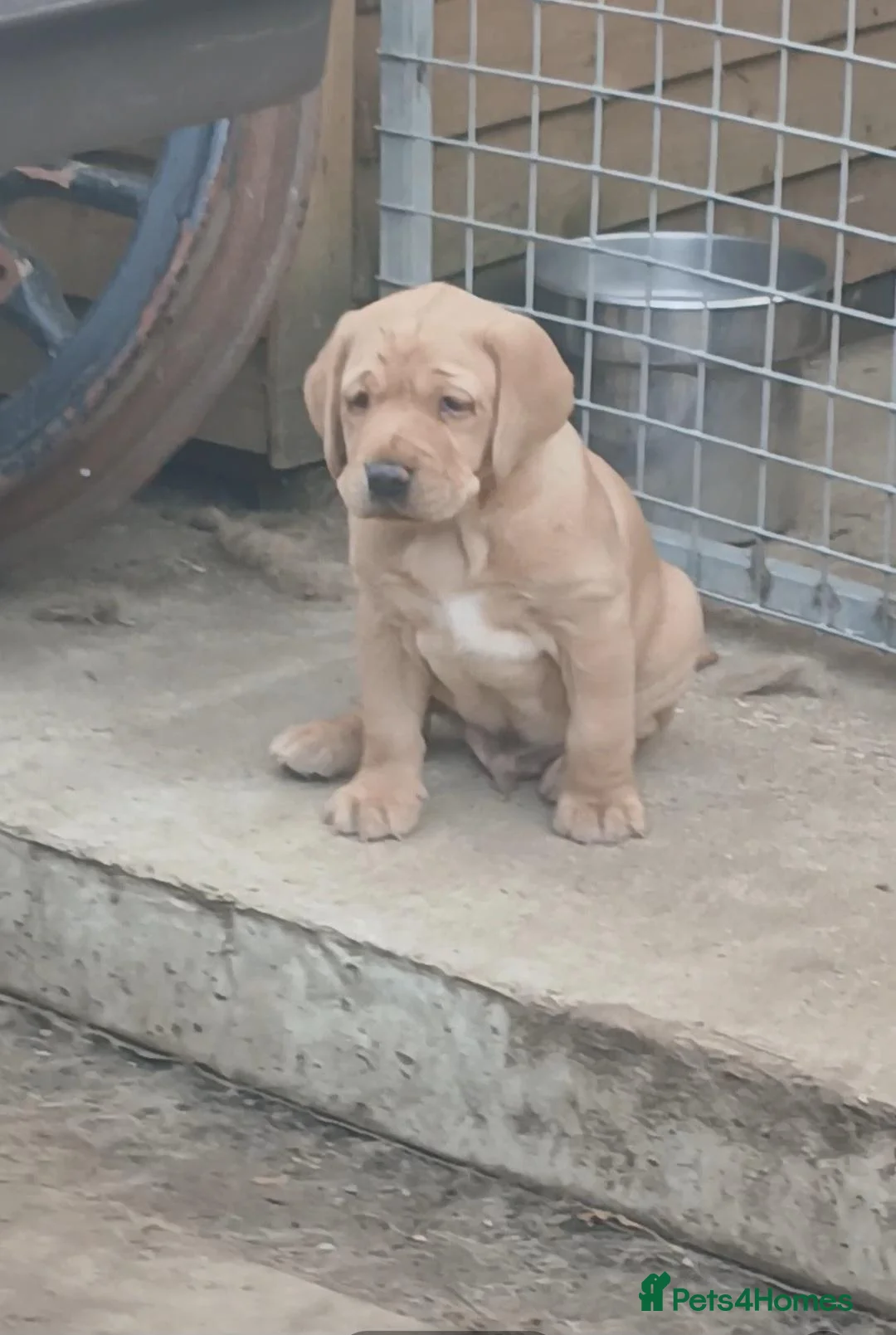 Labrador Retriever dogs for sale: Male labrador in Melton Mowbray - Advert 2