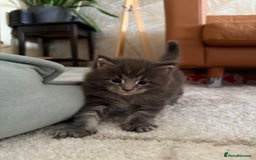 Maine Coon cats for sale: Maine Coon Kittens for sale - Image 24
