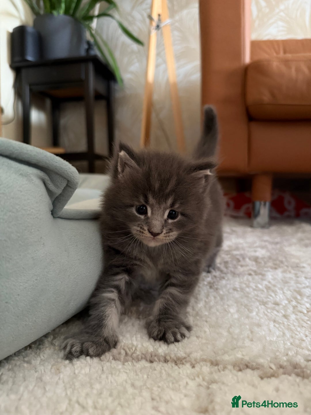 Maine Coon cats for sale: Maine Coon Kittens for sale - Image 24