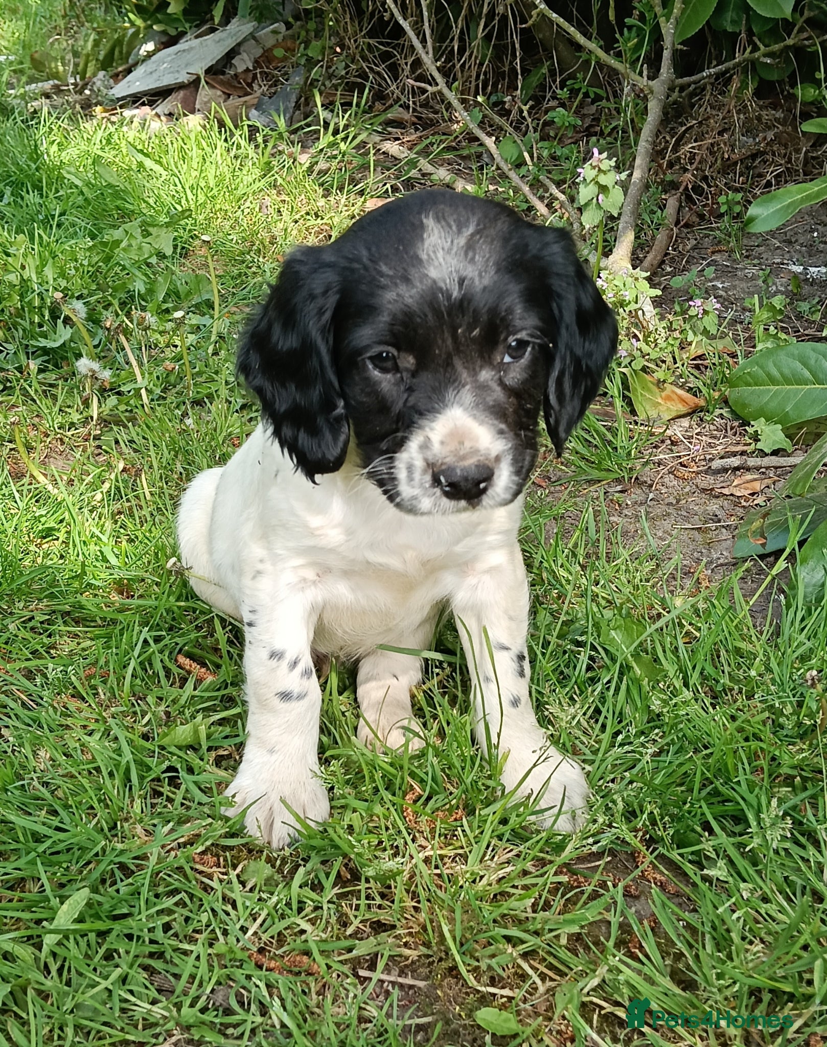 English Springer Spaniel dogs Springer Spaniel Puppies  - Advert 2