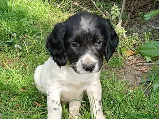 English Springer Spaniel dogs Springer Spaniel Puppies - Advert 1