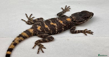 Lizard reptiles - Advert 12