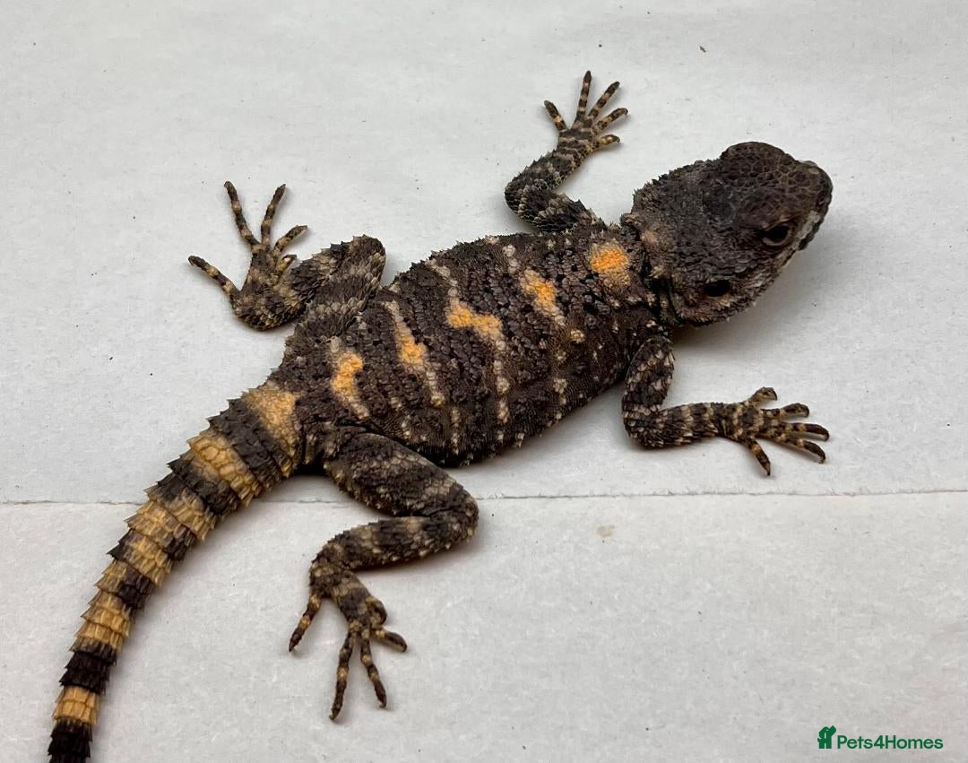 Lizard reptiles for sale: Painted Agamas - Image 3