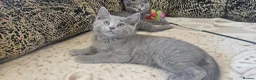 Russian Blue cats for sale: Fully TICA reg pedigree stunning kittens-READY NOW - Advert 21