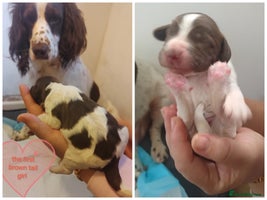 English Springer Spaniel dogs - Advert 4