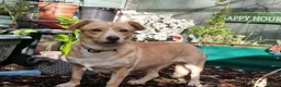 Mixed Breed dogs for adoption: Klara, Gentle Girl Looking for a Patient Home - Advert 2