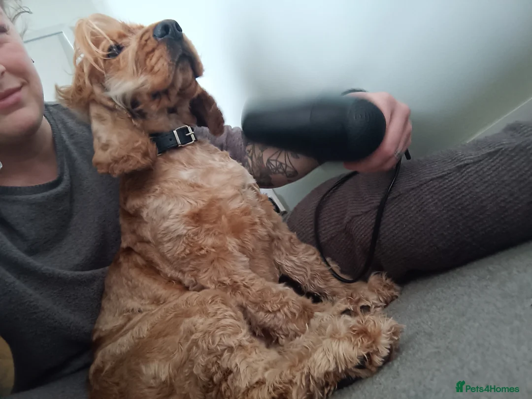 Cocker Spaniel dogs for sale: Liver show type cocker spaniel bitch - Advert 15