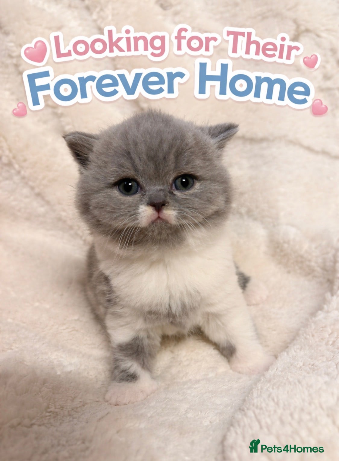 British Shorthair cats 🏆CHAMPIONSHIP BLOOD LINE PURE PEDIGREE BSH 🏆✨😻 - Advert 9