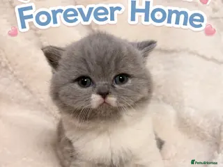 British Shorthair cats 🏆CHAMPIONSHIP BLOOD LINE PURE PEDIGREE BSH 🏆✨😻 - Advert 9