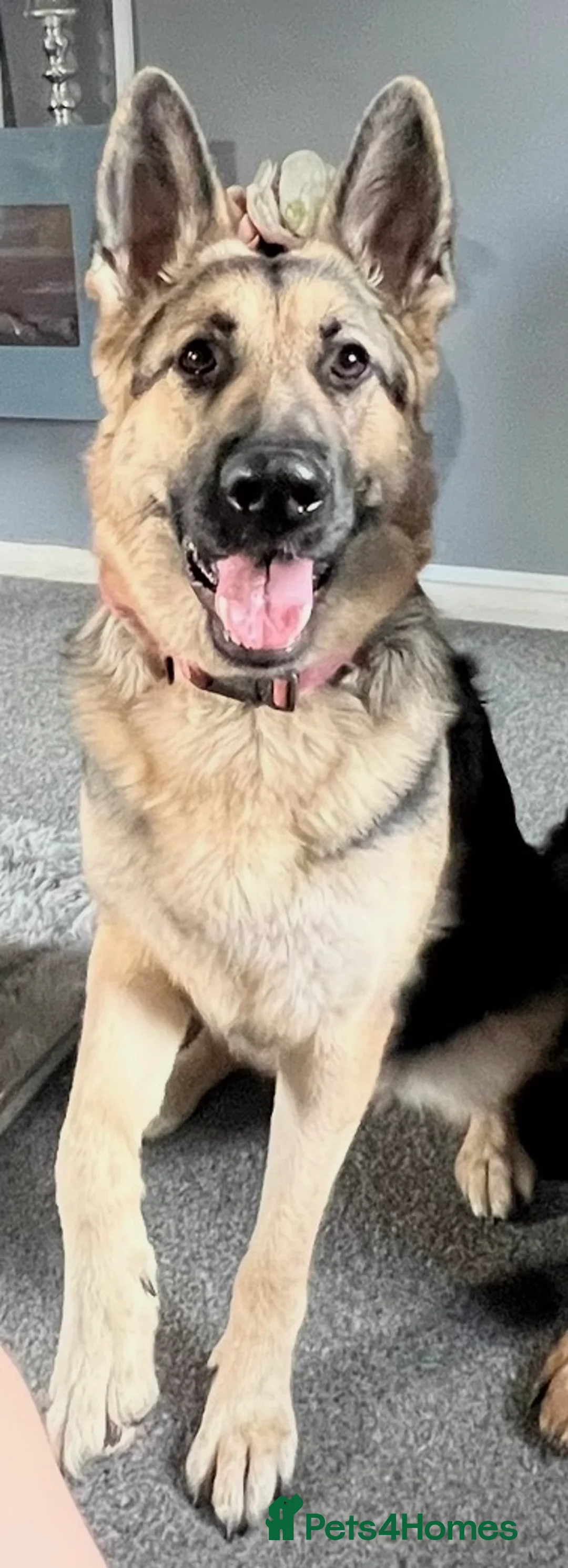 German Shepherd dogs for sale: German shepherd pups  in Frome - Advert 1