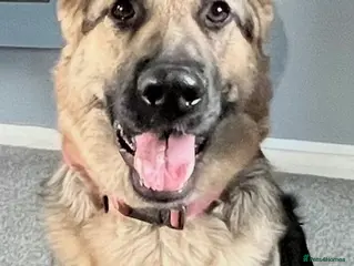 German Shepherd dogs German shepherd pups - Advert 2