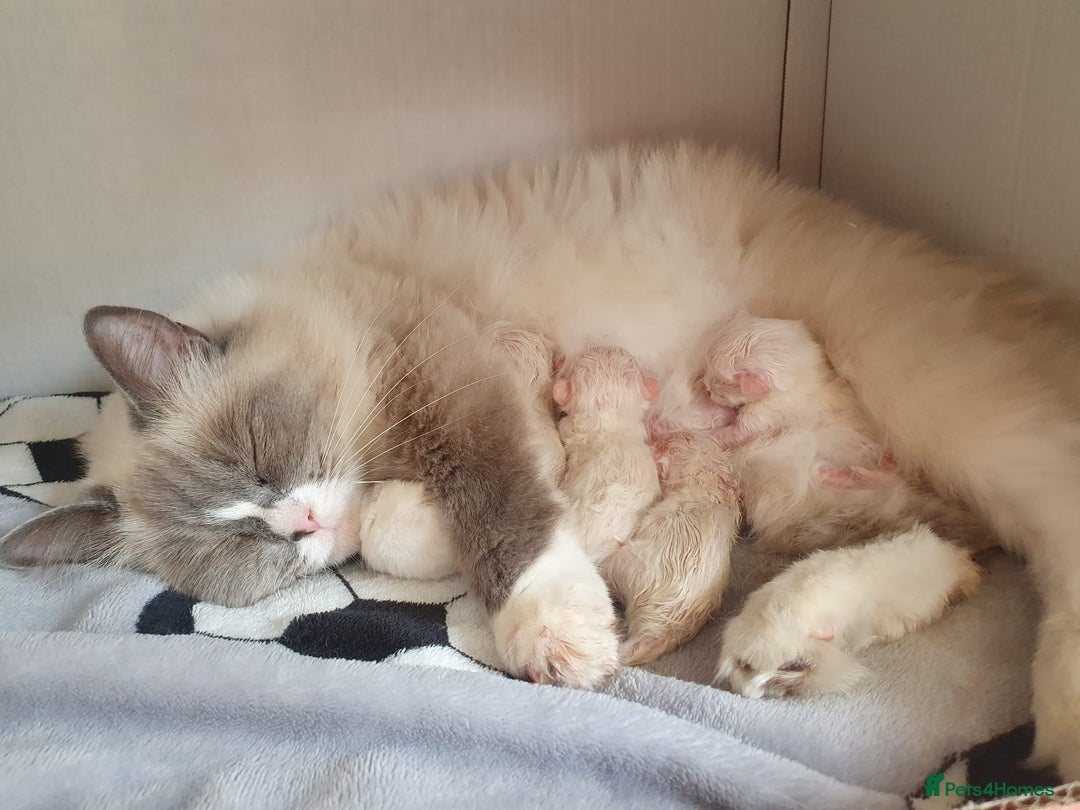 Ragdoll cats for sale: 🤍 STUNNING GCCF REGISTERED RAGDOLL KITTENS 🤍🤍 - Image 24