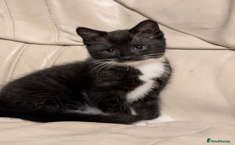 Domestic Shorthair cats - Advert 4