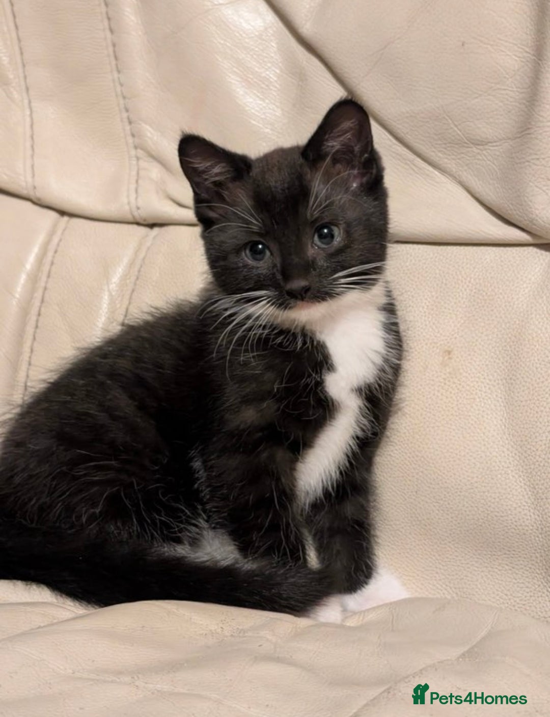 Domestic Shorthair cats for sale: Kittens for sale  - Image 1