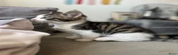 Mixed Breed cats for sale: Three kittens ready now in Torquay - Advert 18