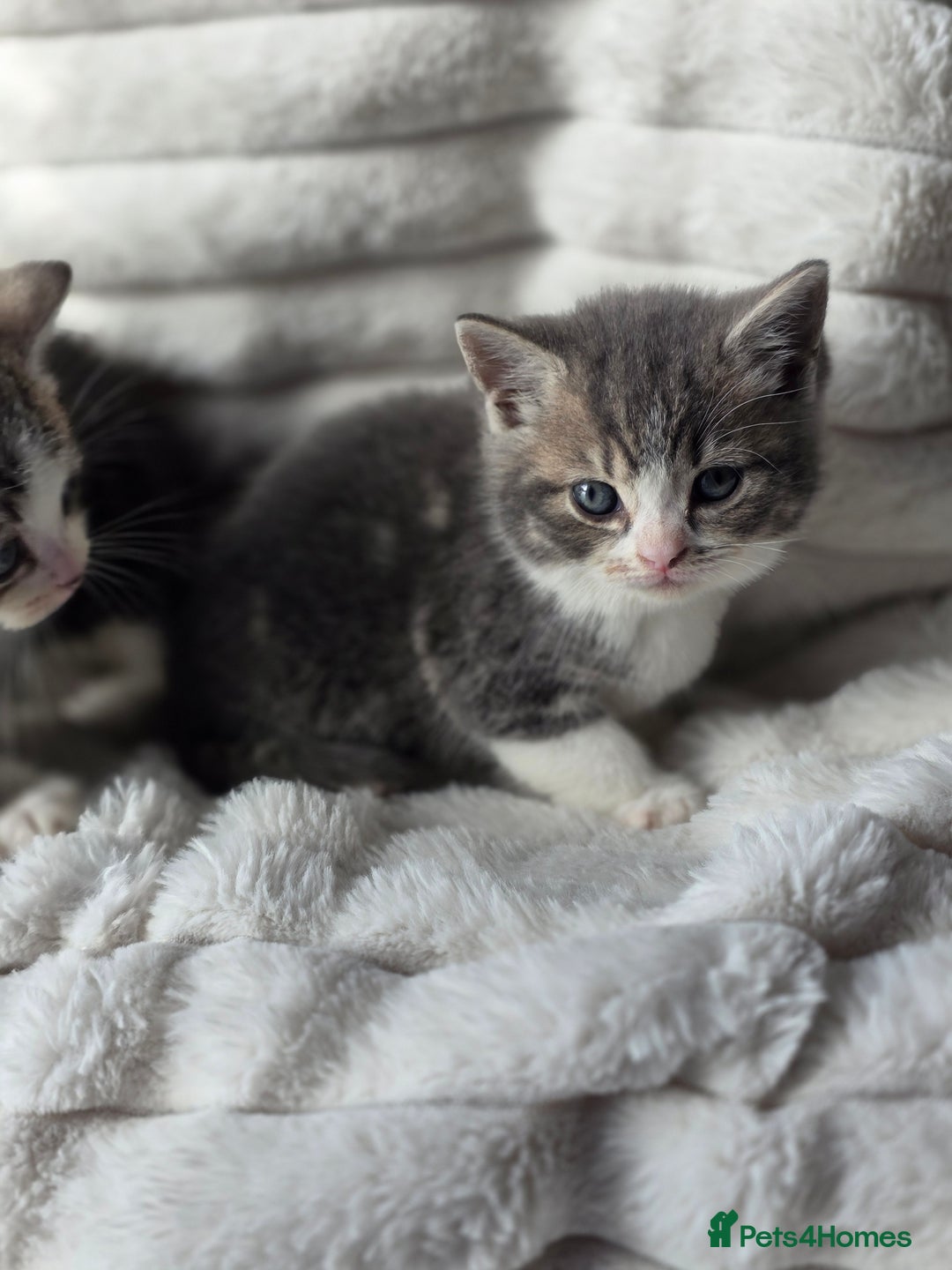 British Shorthair cats for sale: Gorgeous British Short-hair cross Kittens  - Image 25