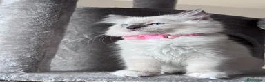 Ragdoll 1