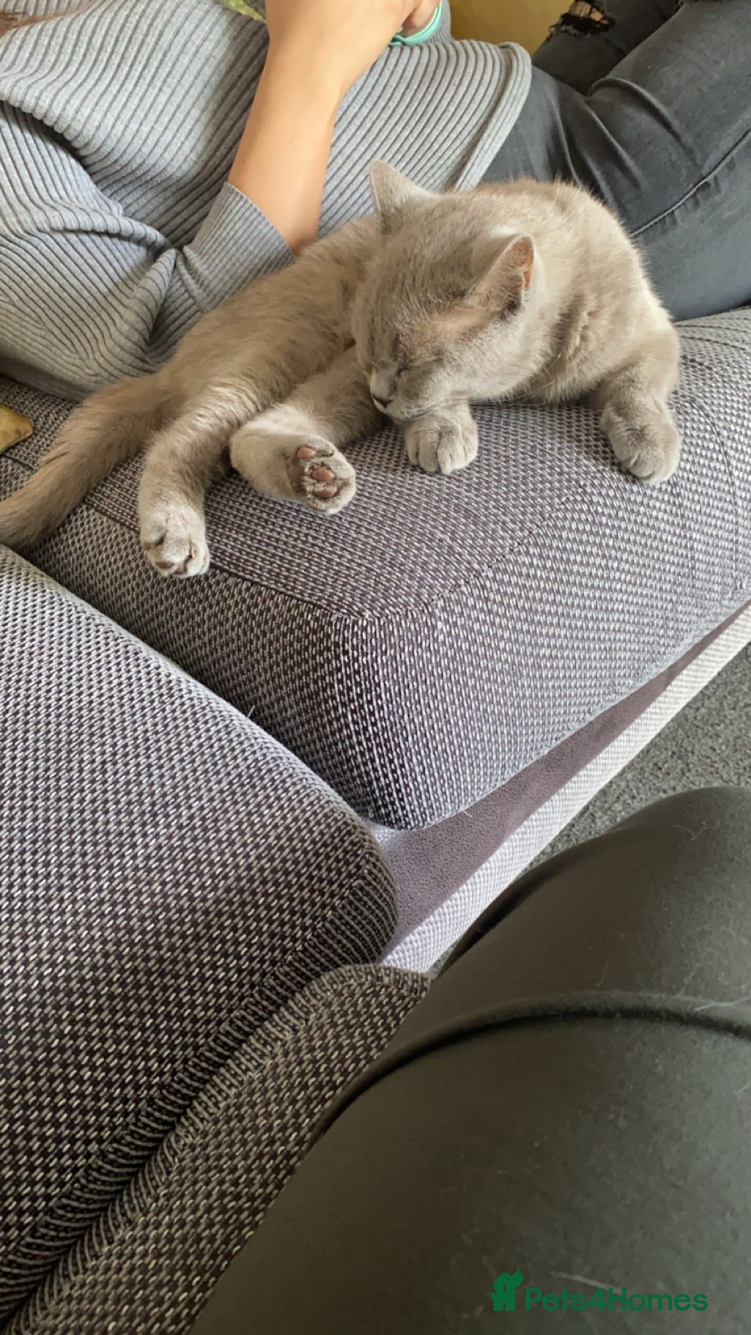 British Shorthair cats for sale: Needing new home asap - Advert 3