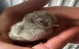 Chickens poultry for sale: Araucana Bantam chicks - Image 1