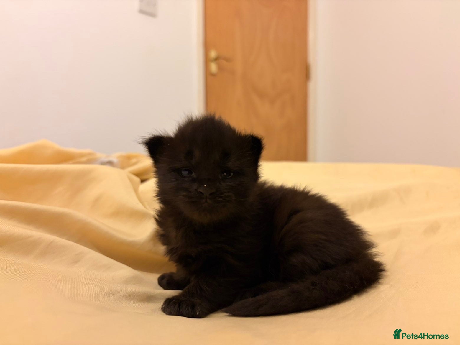 Maine Coon cats Now 2 TICA Registered Mainecoon kittens  - Advert 4