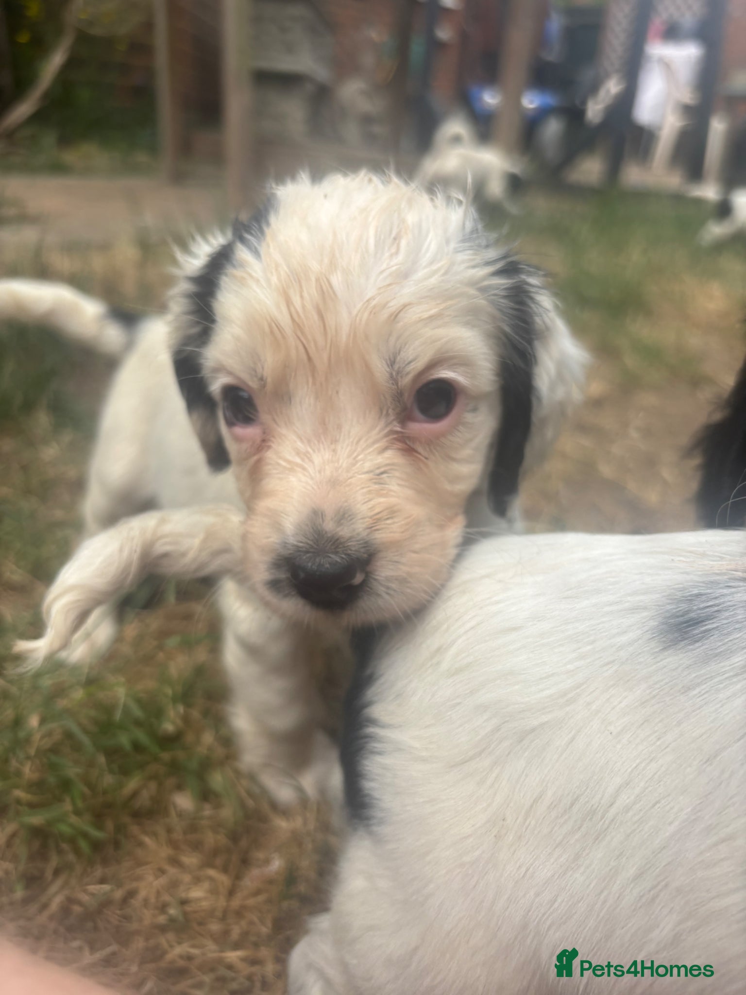 Sprocker dogs Sprocker Spaniels- trusted 5 star breeder 750-1kg - Advert 2