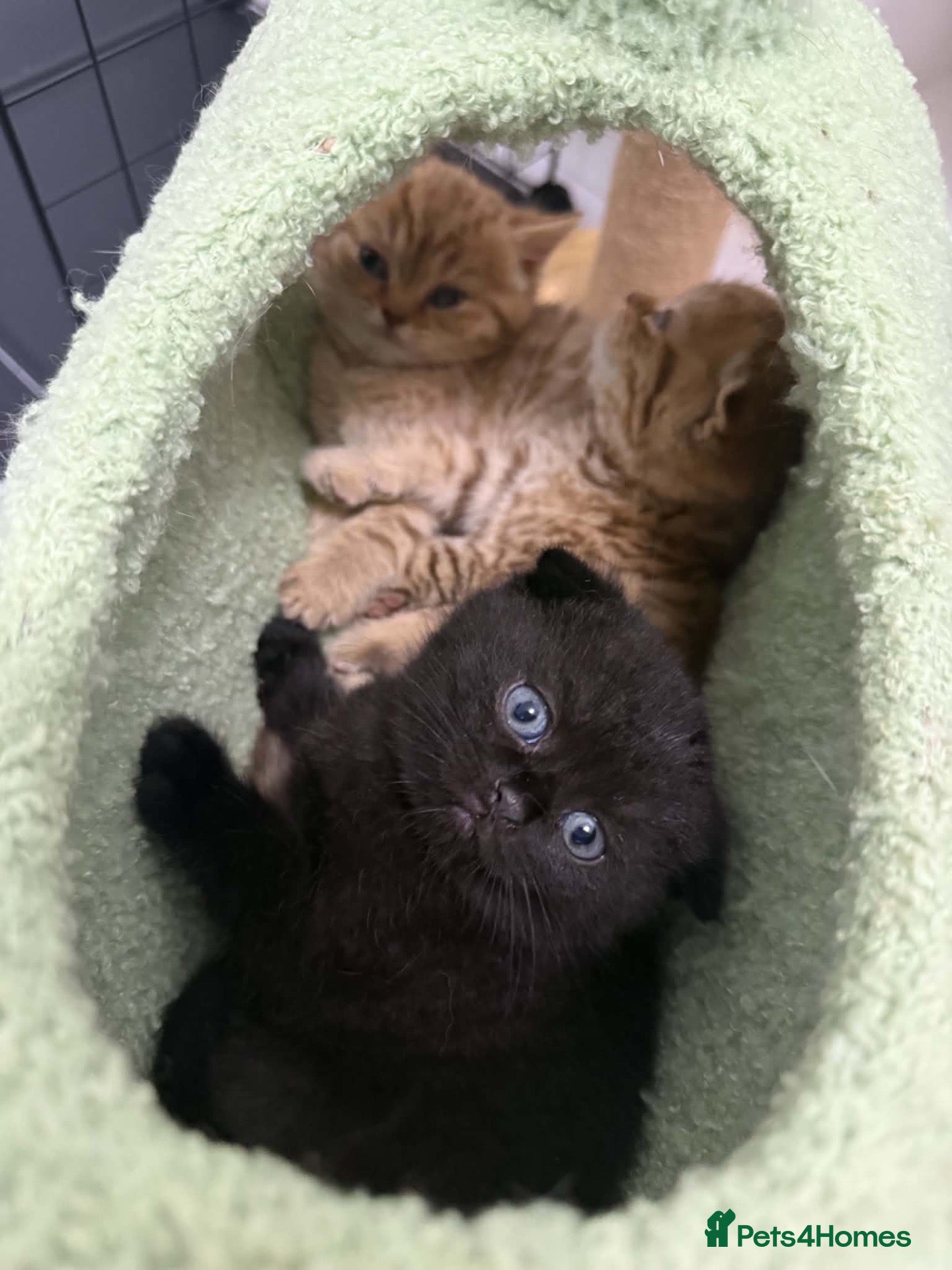 Scottish Fold cats Exceptional litter of Scottish fold/ straight😍😍 - Advert 1