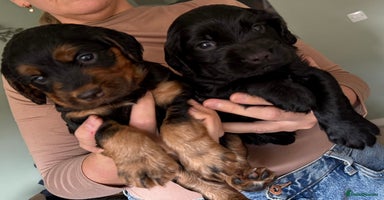 Sprocker dogs - Advert 6