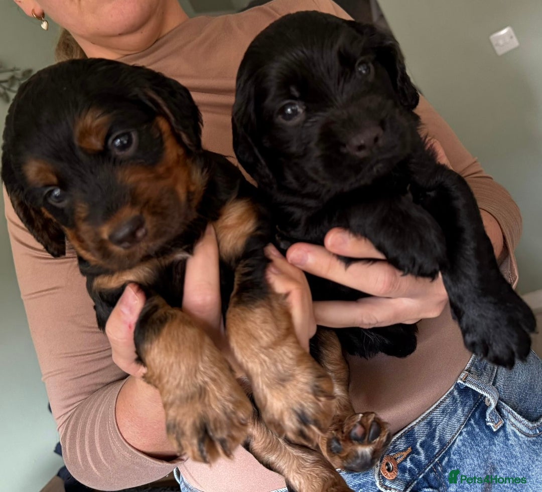 Sprocker dogs for sale: Last gorgeous Sprocker boy remaining  - Image 11