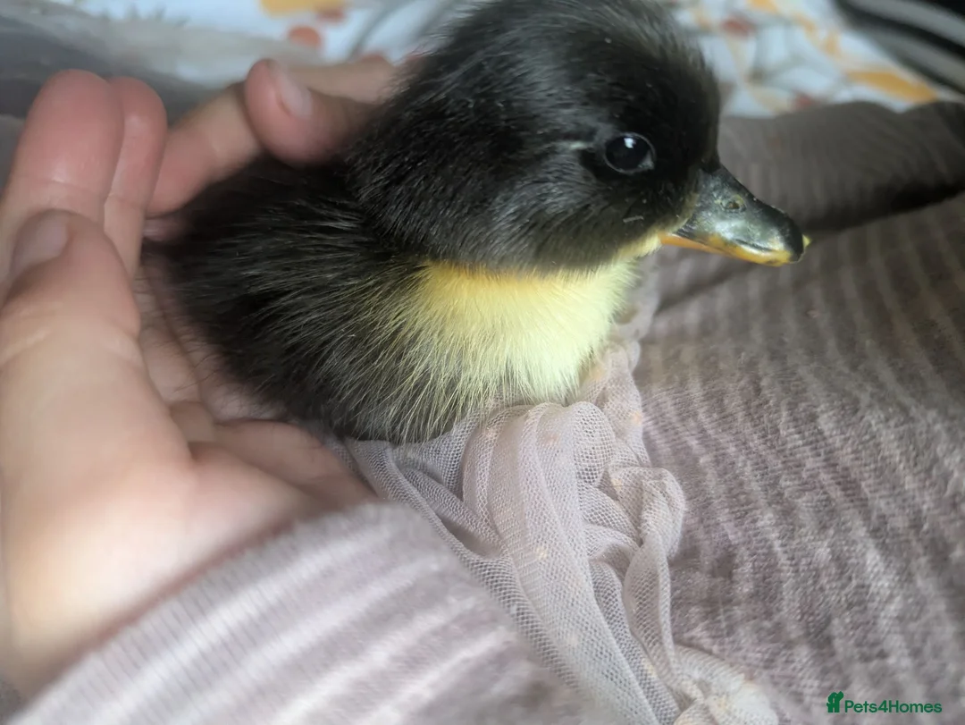 Ducks poultry for sale: Fluffy ducklings Southampton  in Southampton - Advert 1
