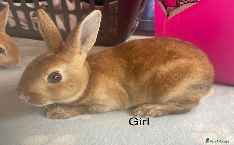 Rex rabbits - Advert 1