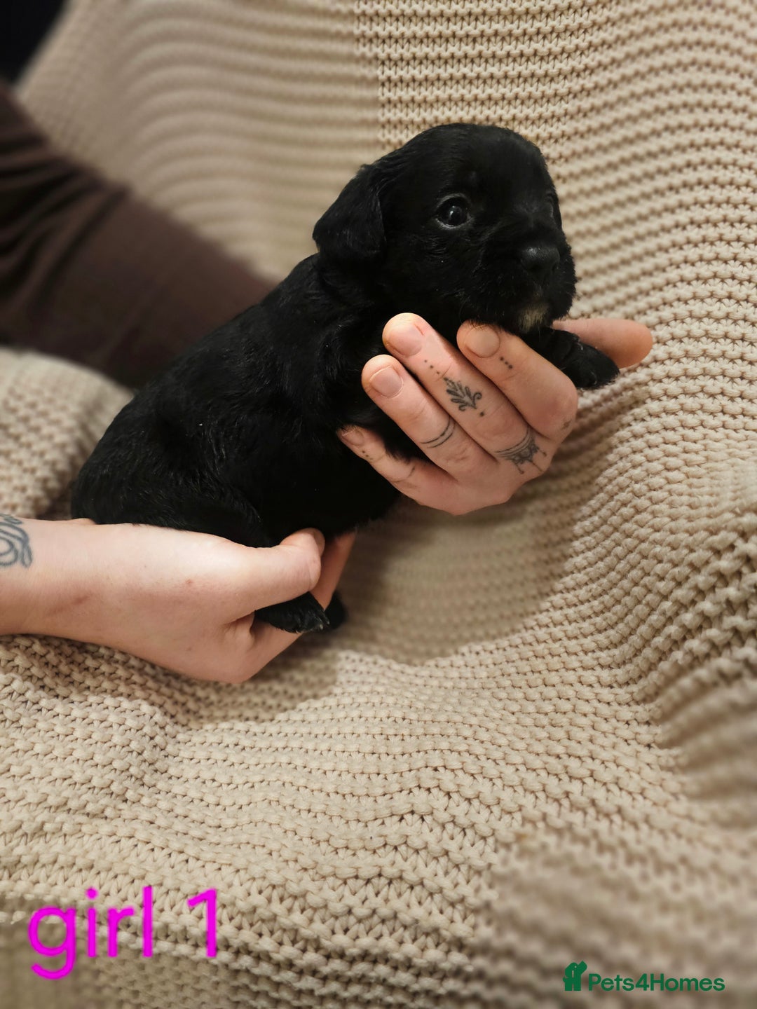 Mixed Breed dogs for sale: Froodle puppies  - Advert 15