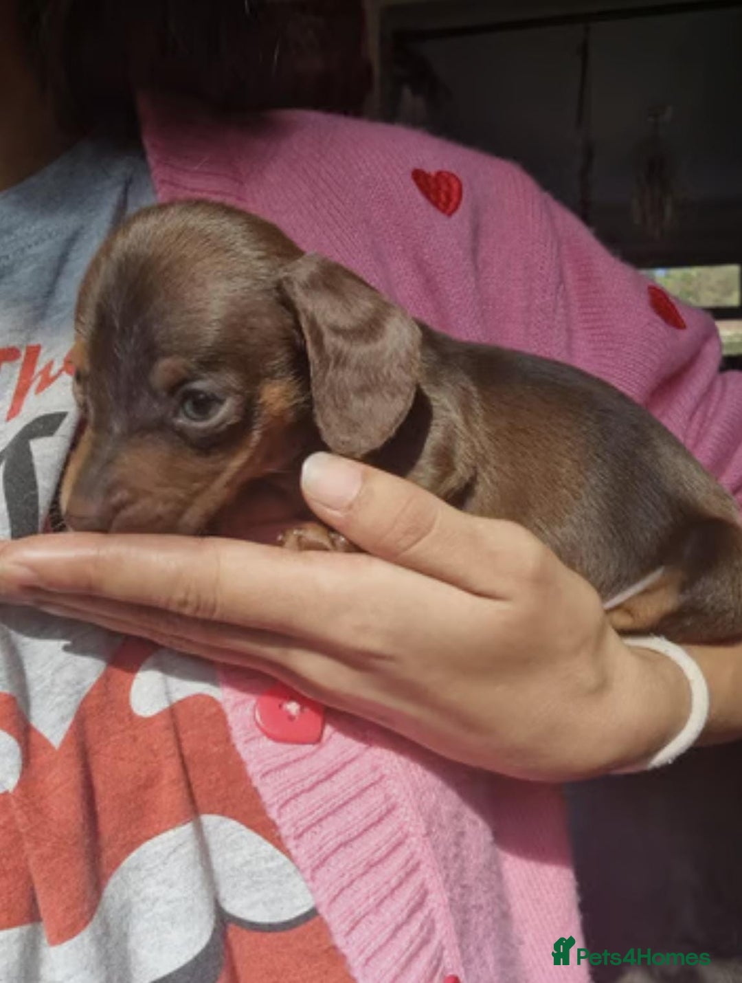 Miniature Dachshund dogs for sale: AWESOME MINIATURE DACHSHUND PUPPIES - Image 3