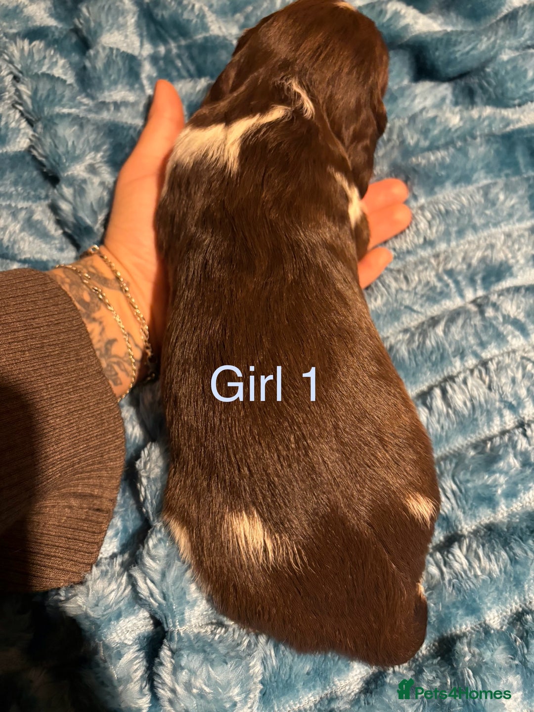 English Springer Spaniel dogs for sale: ✨ KC Registered English Springer Spaniel Puppies ✨ - Advert 22