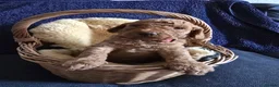 Cockapoo dogs for sale: Stunning homebred cockapoos - Advert 35