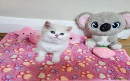 British Longhair cats for sale: 5 Beautiful blue eyed British Shorthair in London - Image 18