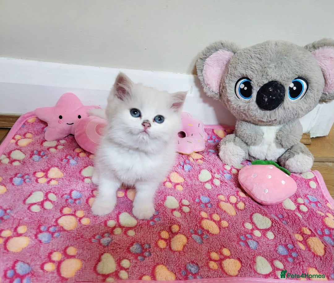 British Longhair cats for sale: 5 Beautiful blue eyed British Shorthair in London - Image 18