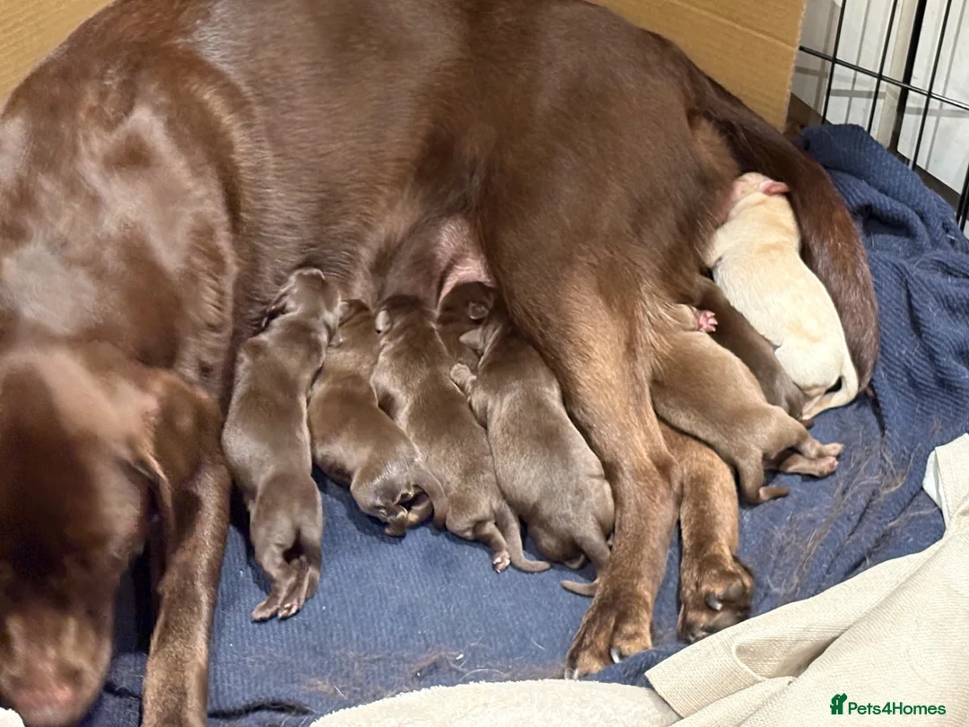 Labrador Retriever dogs for sale: Lab pups  in Swansea - Advert 1