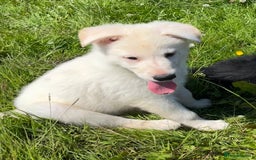 German Shepherd dogs for sale: German shepherd pups - Image 18