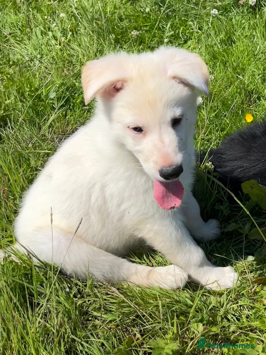 German Shepherd dogs for sale: German shepherd pups - Image 18